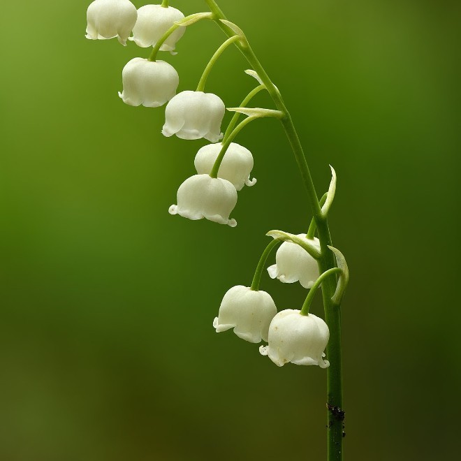 Sands - bruce rafferty